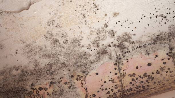 Why You Should Choose Our Mold Remediation Services in Vernal, UT